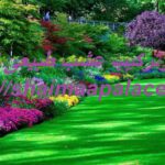 توريد وتركيب عشب طبيعى الفجيرة